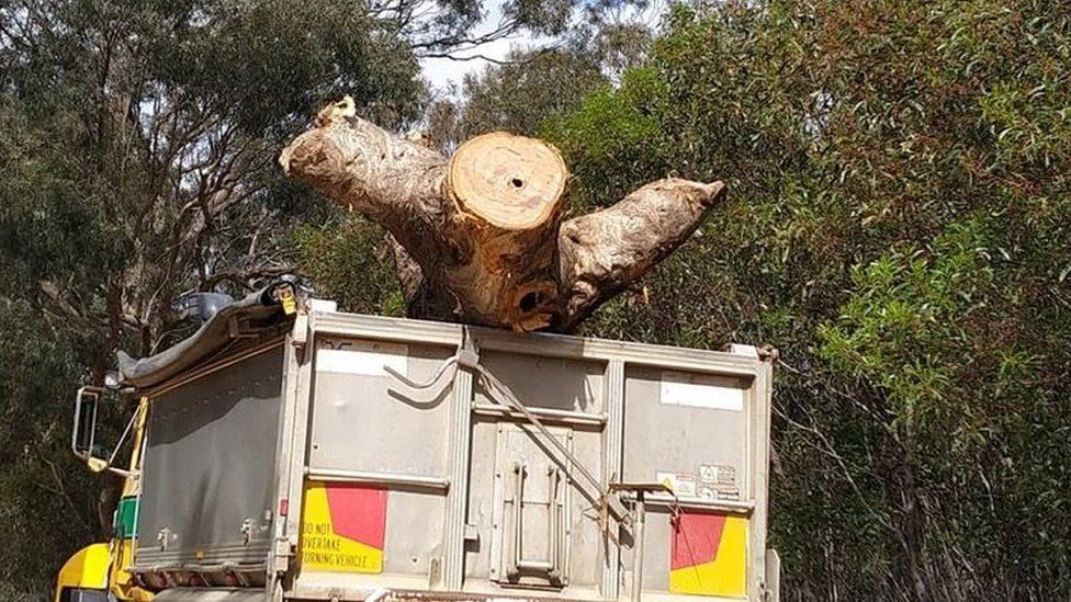 Activist-supplied image of the cut-down "Directions Tree" in a truck