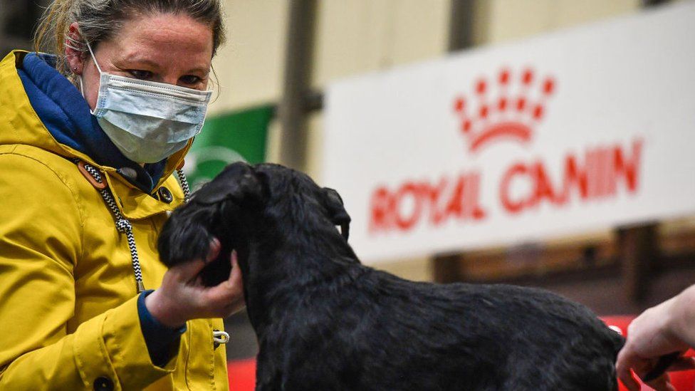 A woman wears a face mask whilst grooming her Miniature Schnauzer