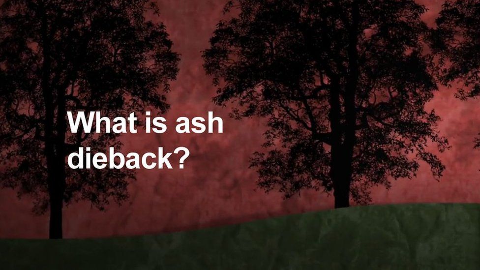 What is ash dieback graphic
