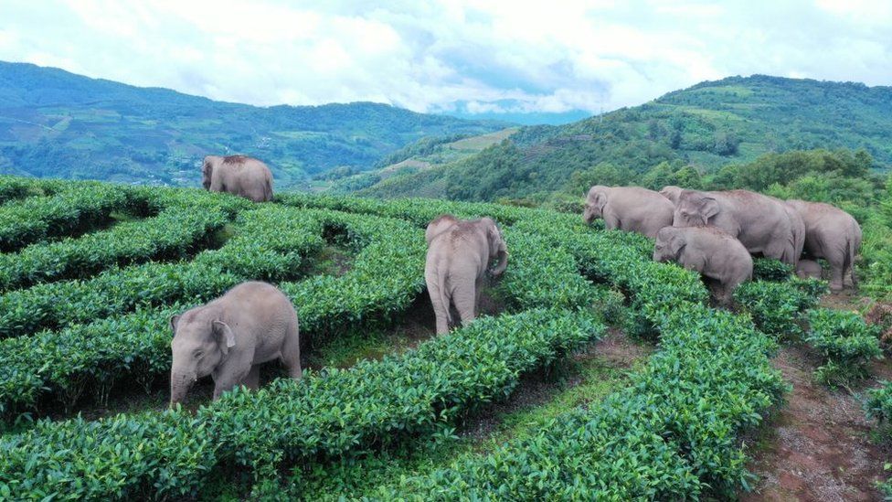 A herd of wild Asian elephants eat crops at a village at Ning'er Hani and Yi Autonomous County on August 7, 2021 in Pu'er, Yunnan Province of China