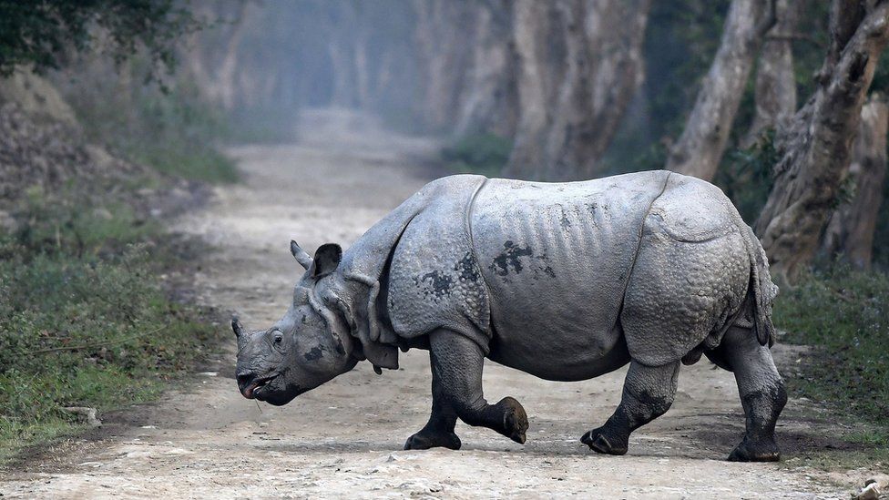 An Indian one-horned rhino crosses a forest road during the rhino census inside the Kaziranga National Park in Assam, north-east India, 26 March 2018