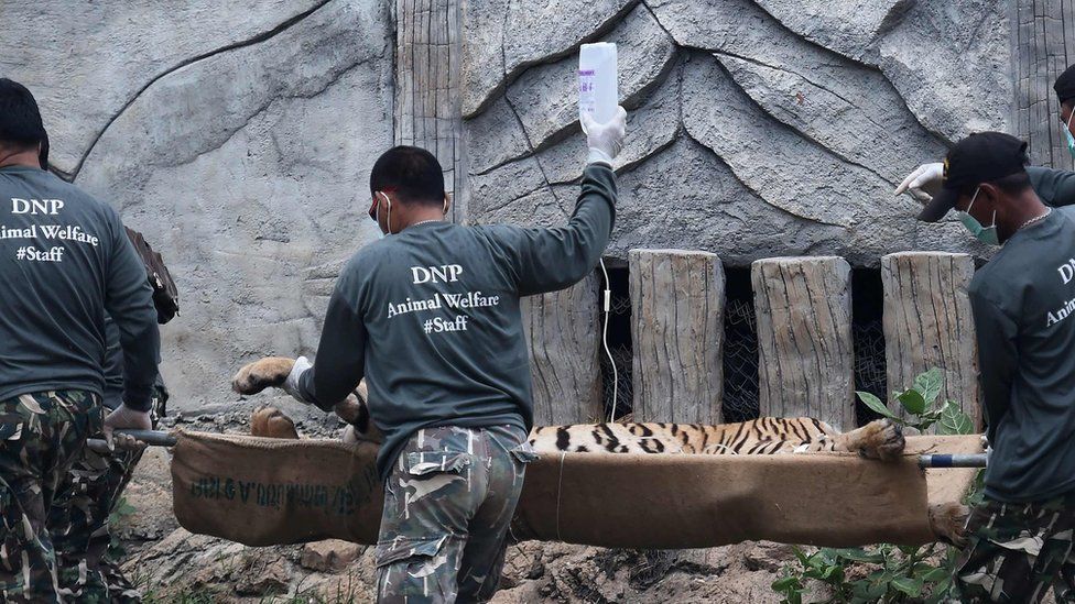 Thai wildlife officials carry a tiger on a stretcher as they remove it from an enclosure after it was anaesthetised