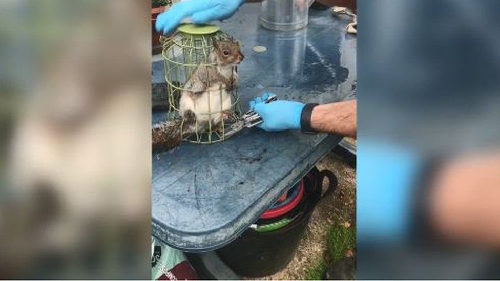 Squirrel rescued after getting stuck in bird feeder BBC Newsround