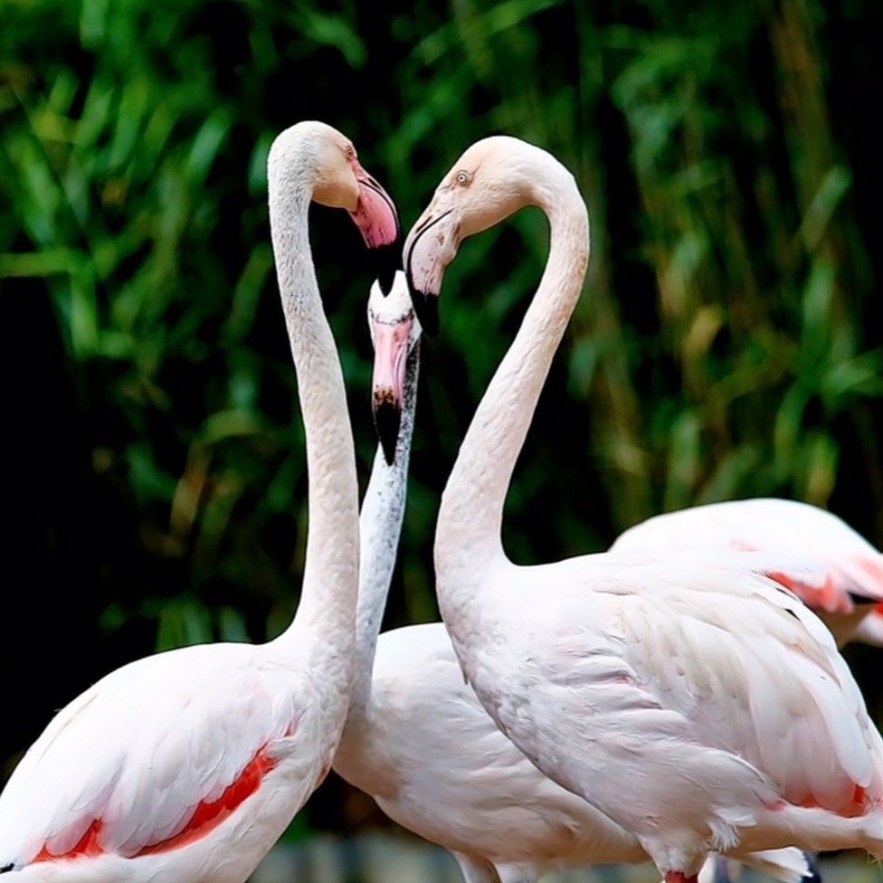 Flamingos looking at each other