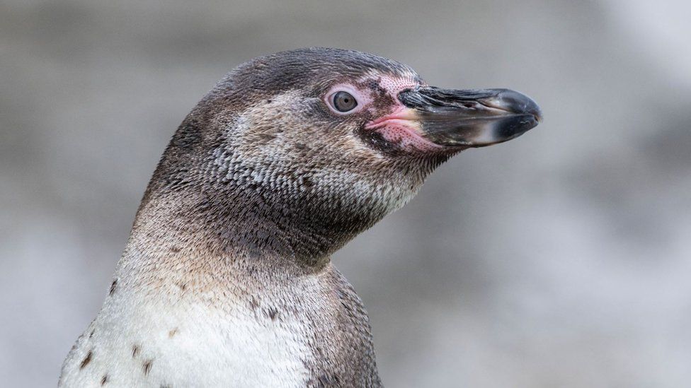 Пингвин в сафари-парке Уэст-Мидлендс