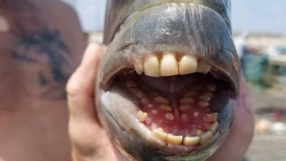 Fish with 'human' teeth caught in North Carolina BBC News