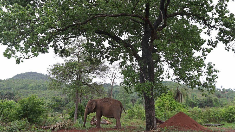 Asian elephant Maia roams in her new home, the first elephant sanctuary in Latin America