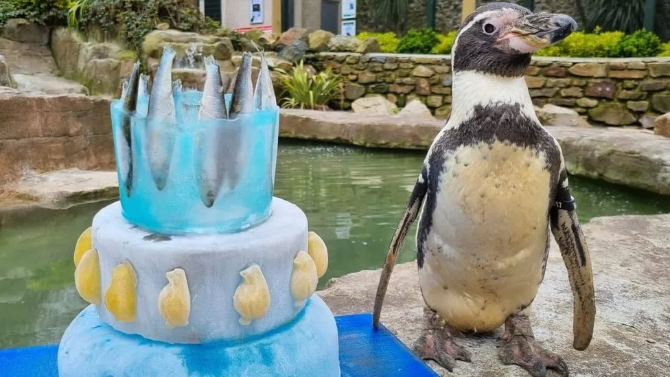 _129386507_penguinspneb35thbirthdayparad