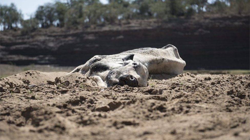 A dead cow lies on the banks of the dried up Black Umfolozi river, Ulundi, Northern Kwazulu Natal, South Africa 09 November 2015