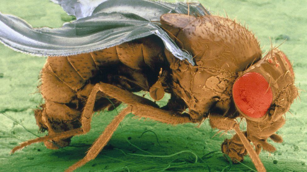 Fruit fly (Image: Science Photo Library)