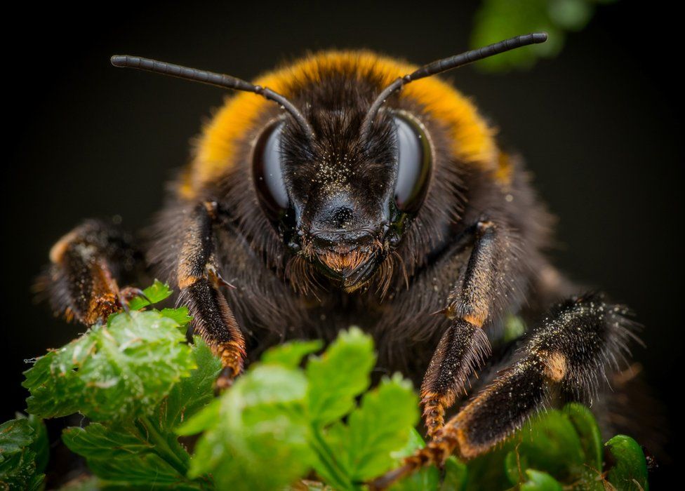 Bee in Ruchill park Glasgow