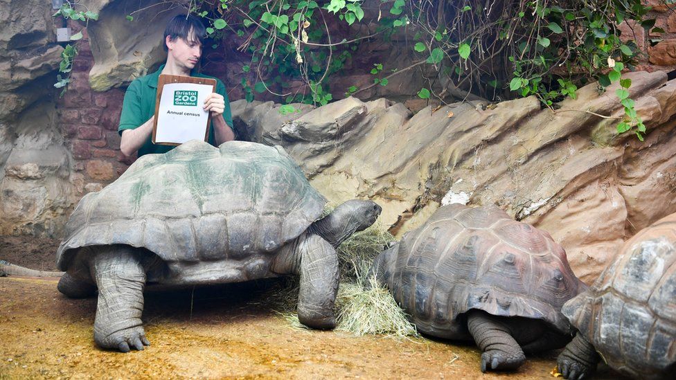 Bristol zookeepers begin annual animal count - BBC News