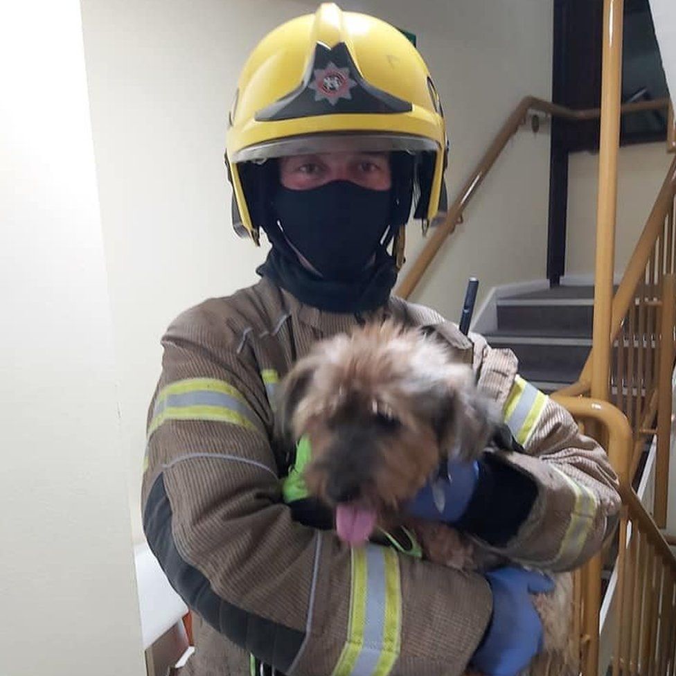 Dog and owner rescued from Swanage house fire BBC News