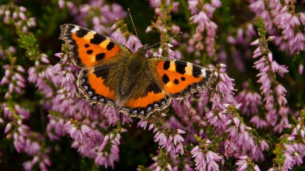 Small tortoiseshell butterfly perched on a bush with purple flowers
