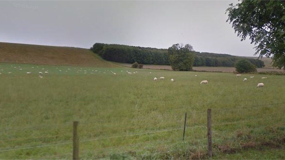 Sheep Wiltshire