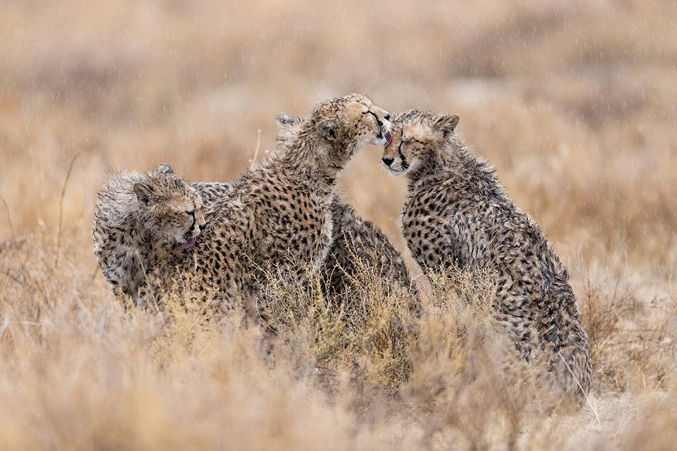 Three cheetahs grooming each other