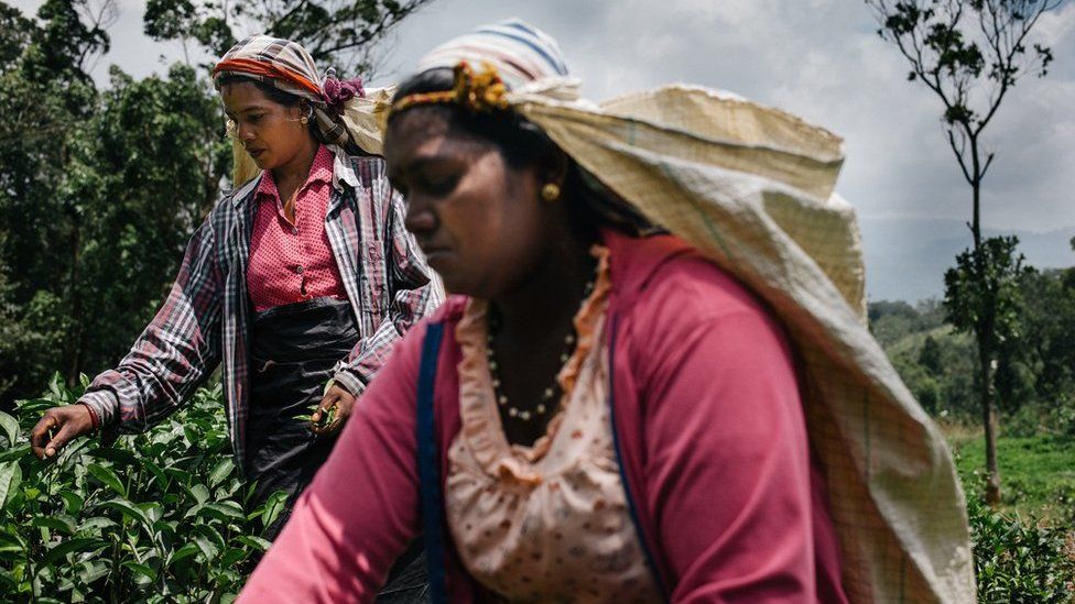 Two tea pluckers work on a plantation in Sri Lanka