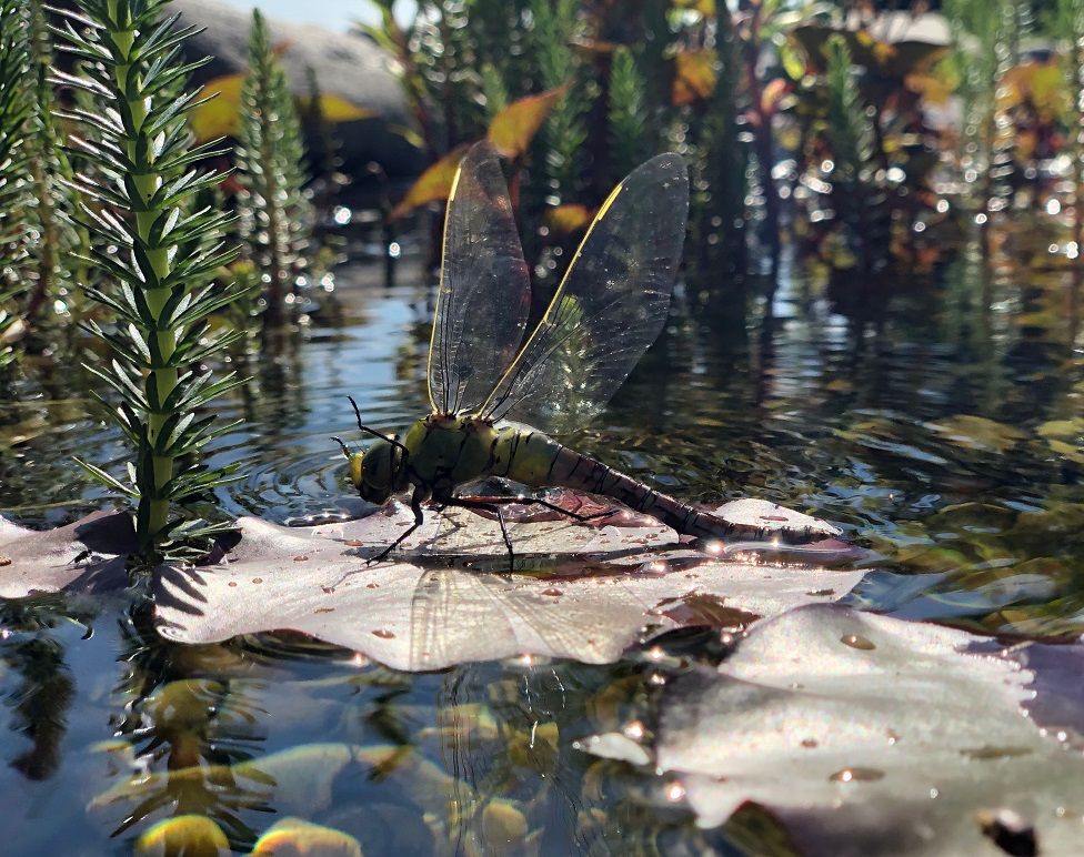 A dragonfly rests on a leaf on a pond