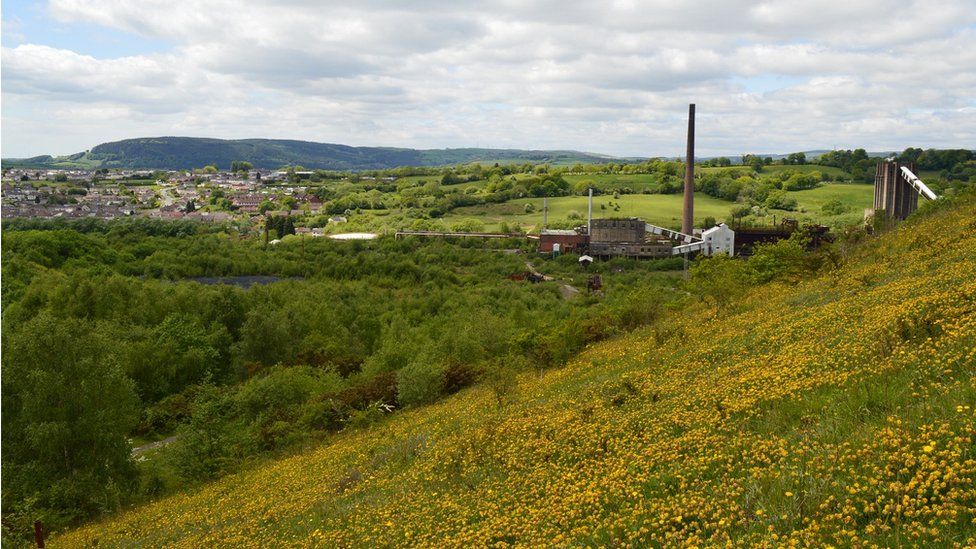 Wildflowers on a coal tip reclaimed by nature with colliery building in distance