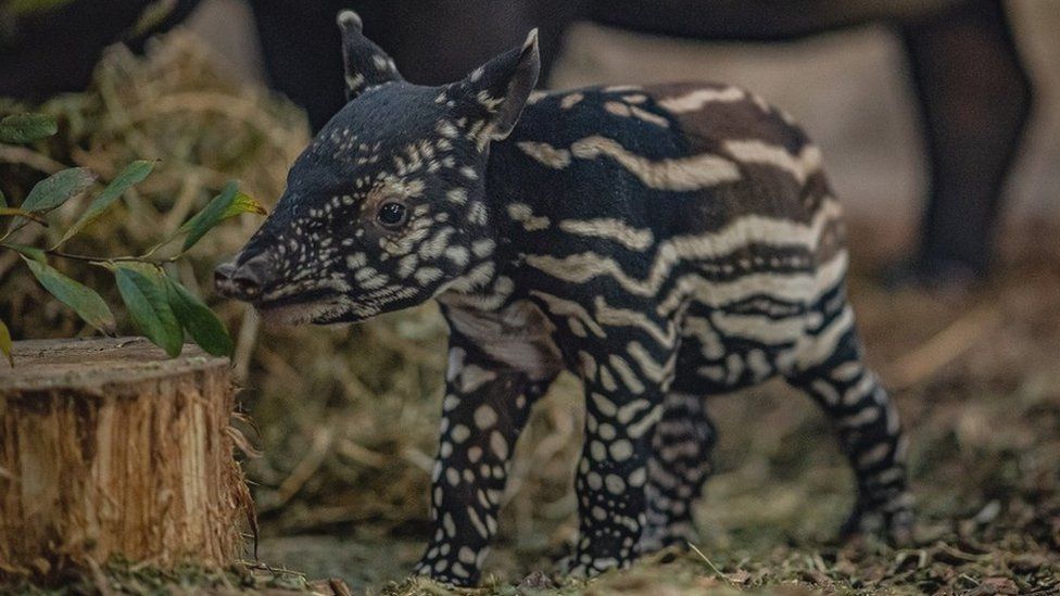 Chester Zoo celebrates birth of endangered Malayan tapir - BBC News