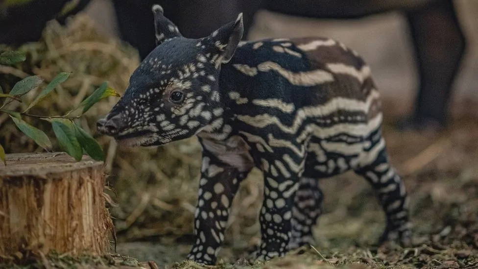 _127934707_tapir1.jpg.webp
