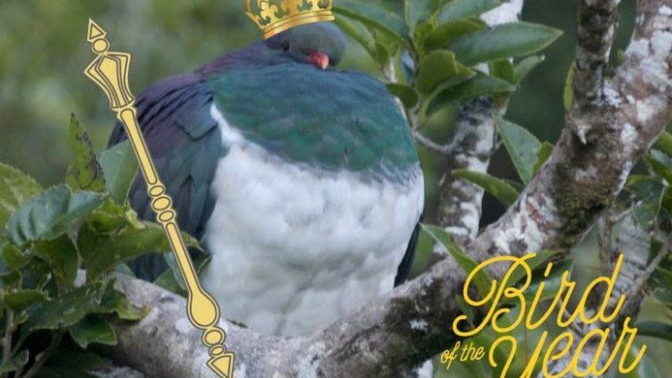 Kereru bird
