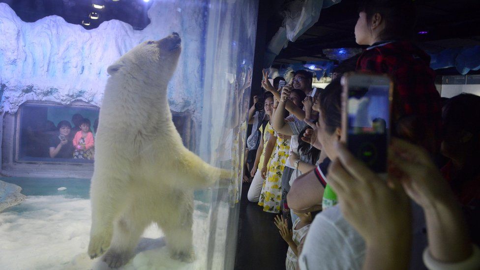 This picture taken on July 24, 2016 shows visitors taking photos of a polar bear