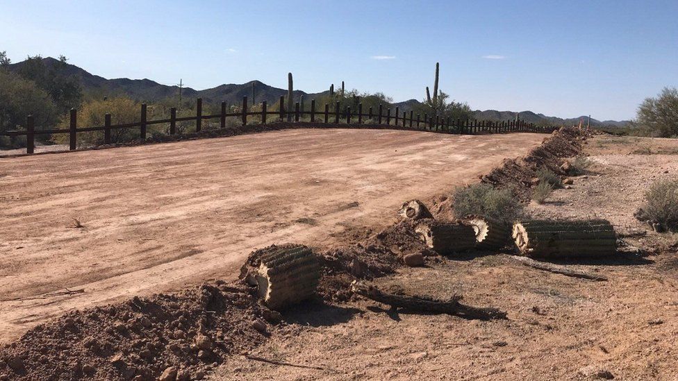 Cacti that are over 200 years old and have sacred significance have been chopped down