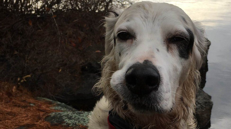'Hero' Pete the English Setter dog died after facing a bear in Monksville Reservoir in New Jersey