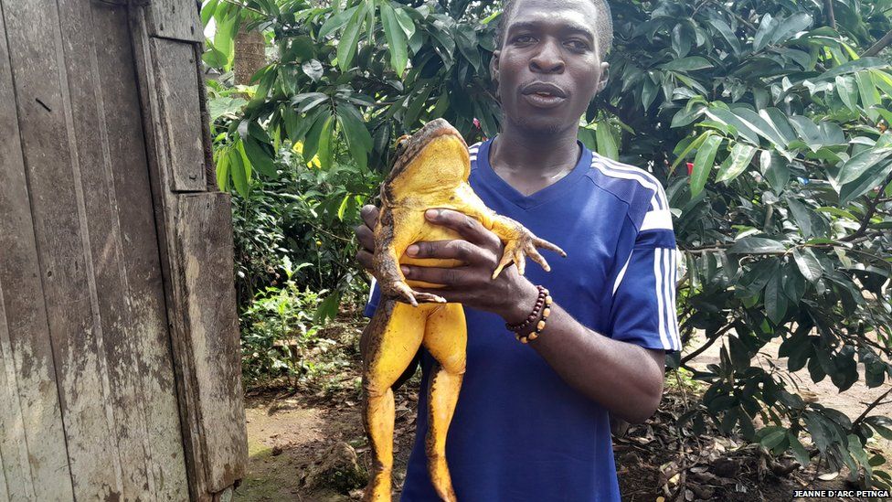 Седрик Фогван держит лягушку-голиафа