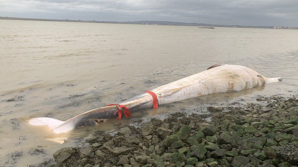 20ft fin whale'ds body washed ashore in Kent.