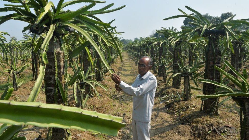 Nagraj Nakhat inspects a Dragon fruit plant at his farm in Thakurganj.
