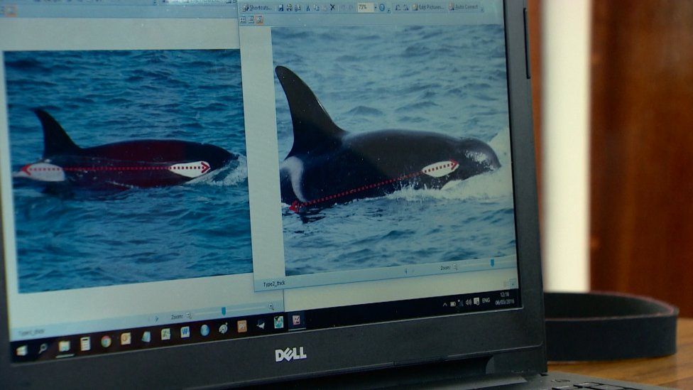 Killer whale on computer screen