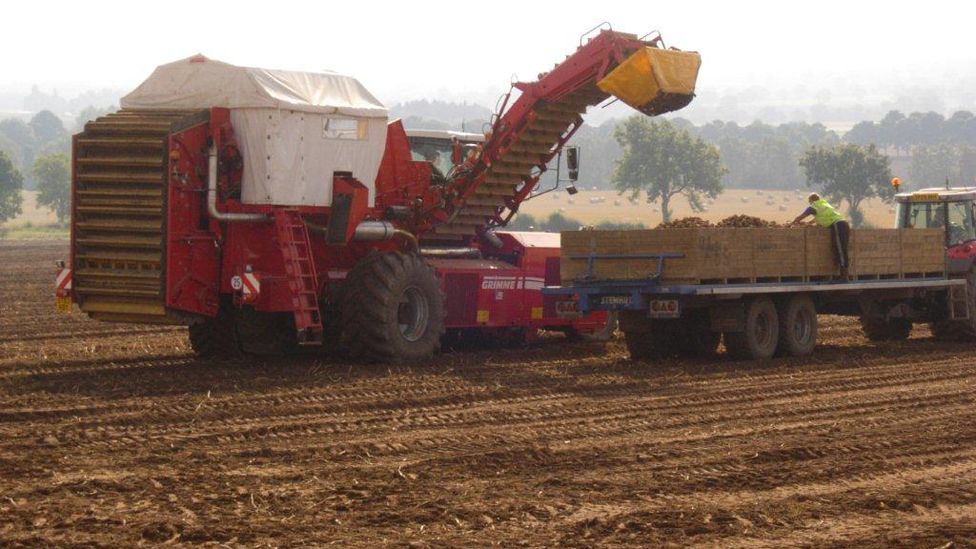 Potato harvest