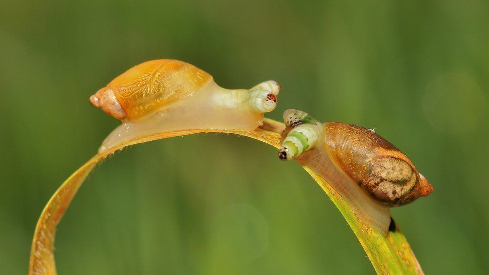 two snails on a blade of grass, both infected by parasitic flatworms