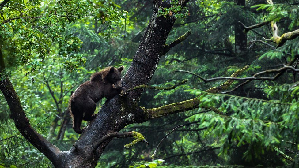 Bear up a tree