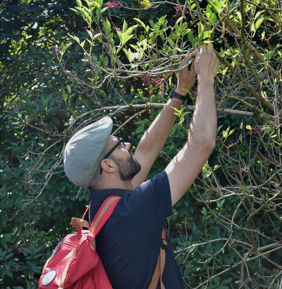 Fabio Godinho harvests crops from an elder tree.