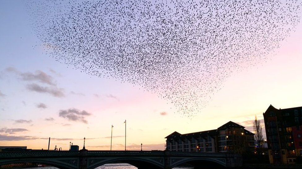 Starlings