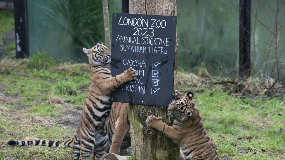 Two Sumatran tiger cubs climb up a tree with a blackboard showing population numbers.