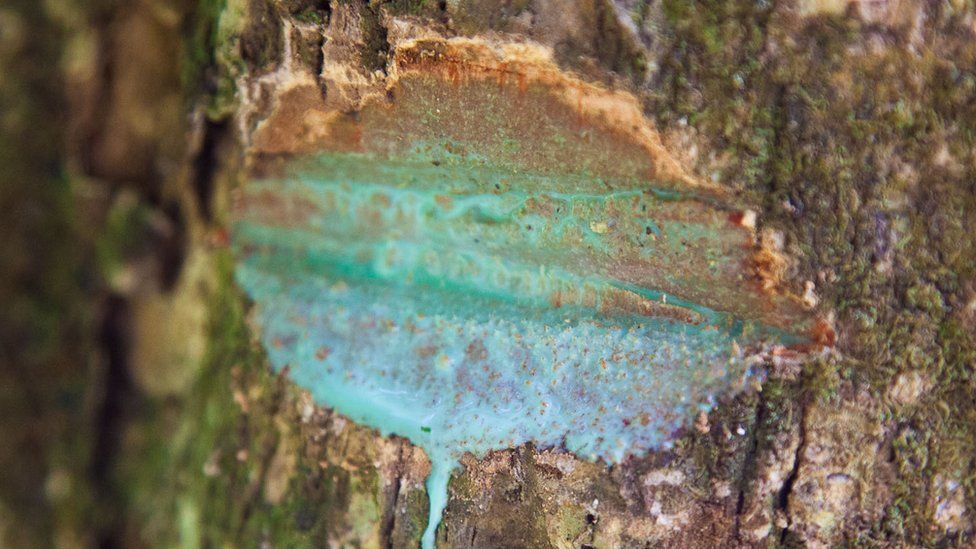 The trunk of a tree with a wedge of bark removed. A bright blue liquid trickles out.