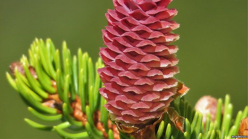 Scientists unlock Alpine trees' molecular defence - BBC News