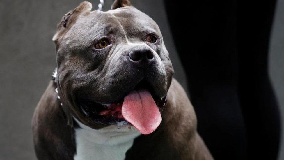 American bully XL dog