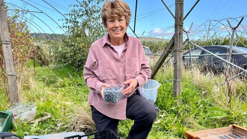 Choose locally grown blueberries over imports, says Surrey farmer - BBC