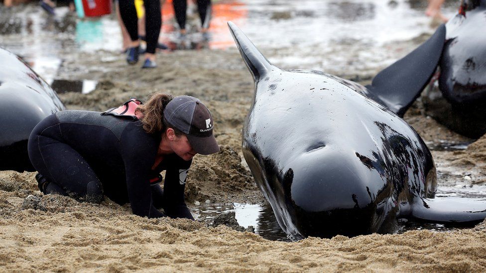 A volunteer tends to a whale as they prepare to refloat them after one of the country's largest recorded mass whale strandings, in Golden Bay, at the top of New Zealand's South Island, 12 February 2017