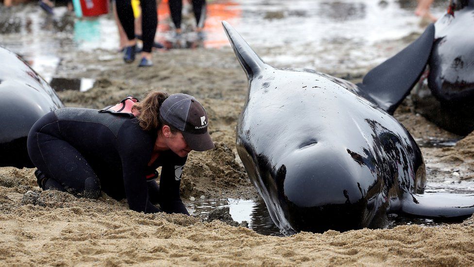 Dead pilot whales during a whale stranding on Farewell Spit in New  Zealand's South Island Stock Photo - Alamy