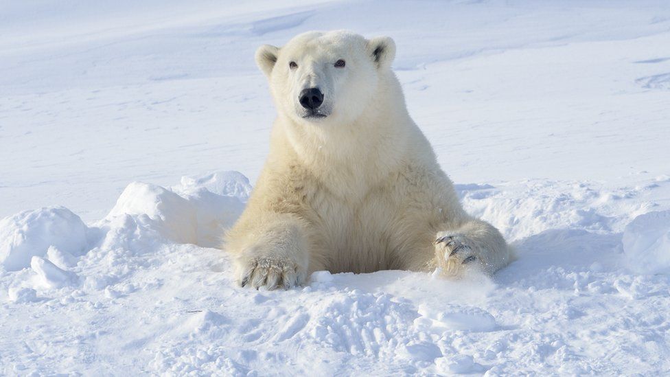 Polar bear