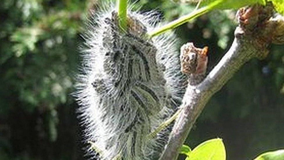 The caterpillar of the oak processionary moth