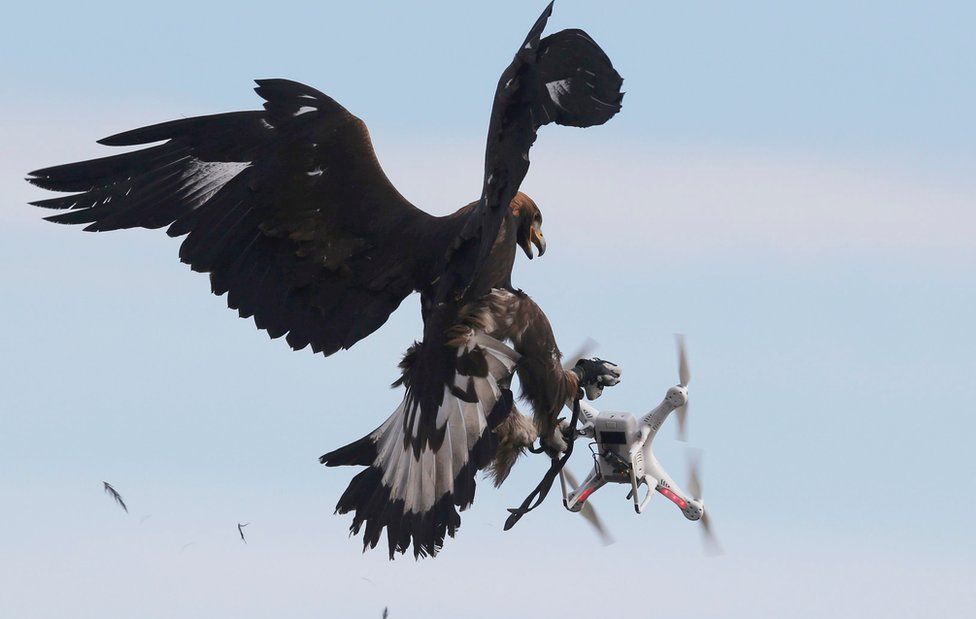 A golden eagle grabs a flying drone.