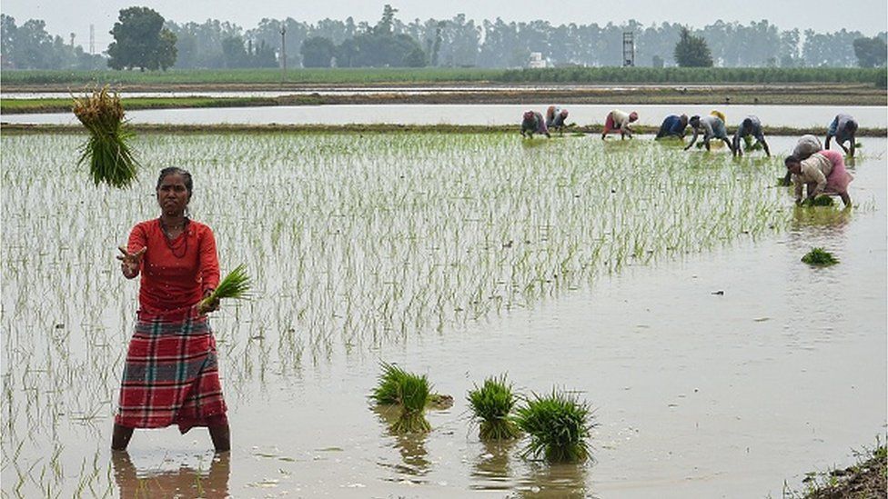 People plant rice saplings at a water-logged rice field in Karnal on June 26, 2023.