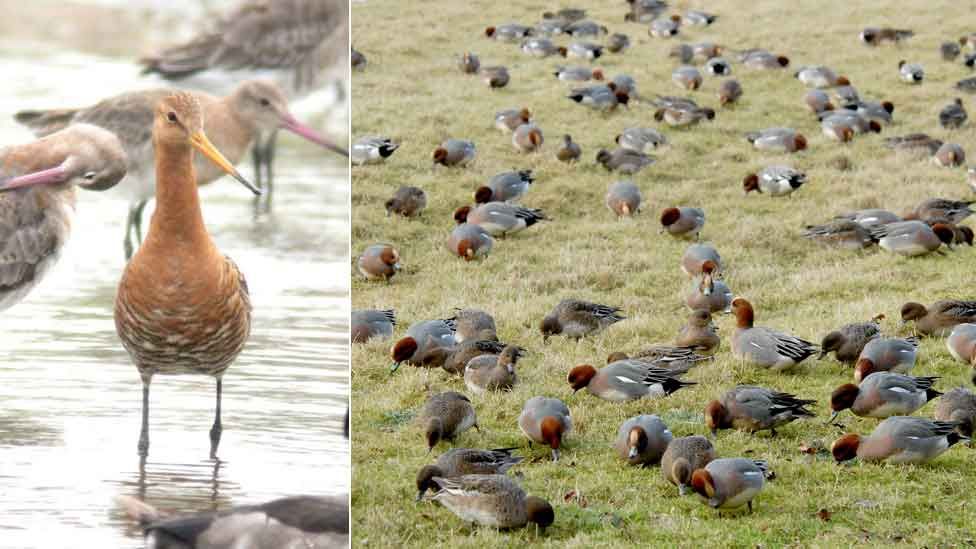 Black tailed godwit and wigeon at Welney Washes